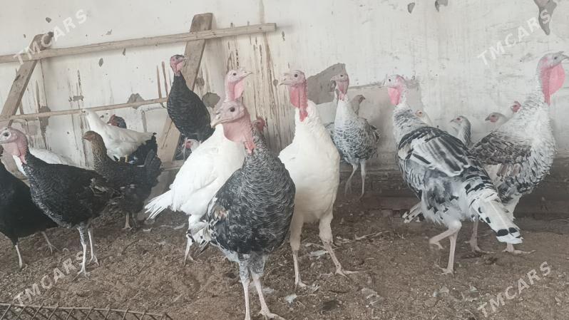 Indyuk - Чарджоу - img 1