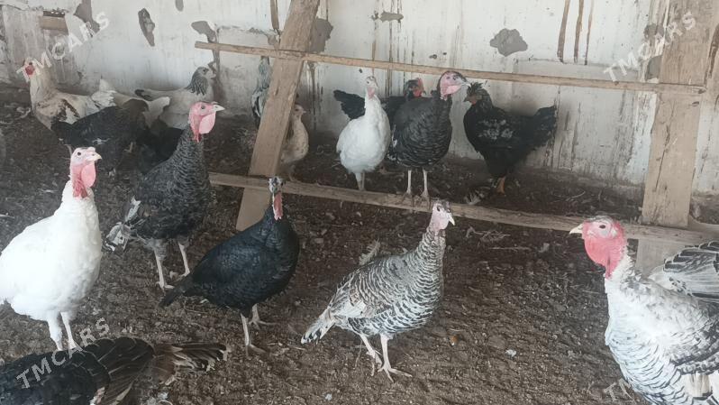 Indyuk - Çärjew - img 2