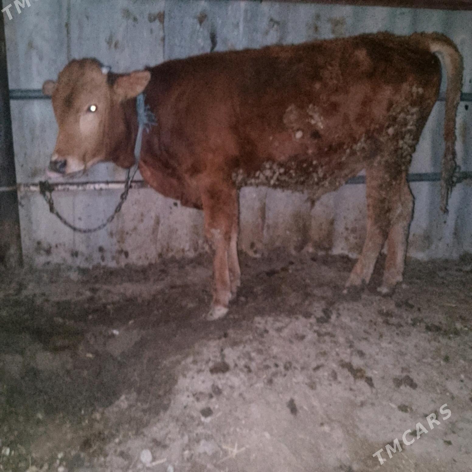 Öküz - Ak bugdaý etraby - img 1