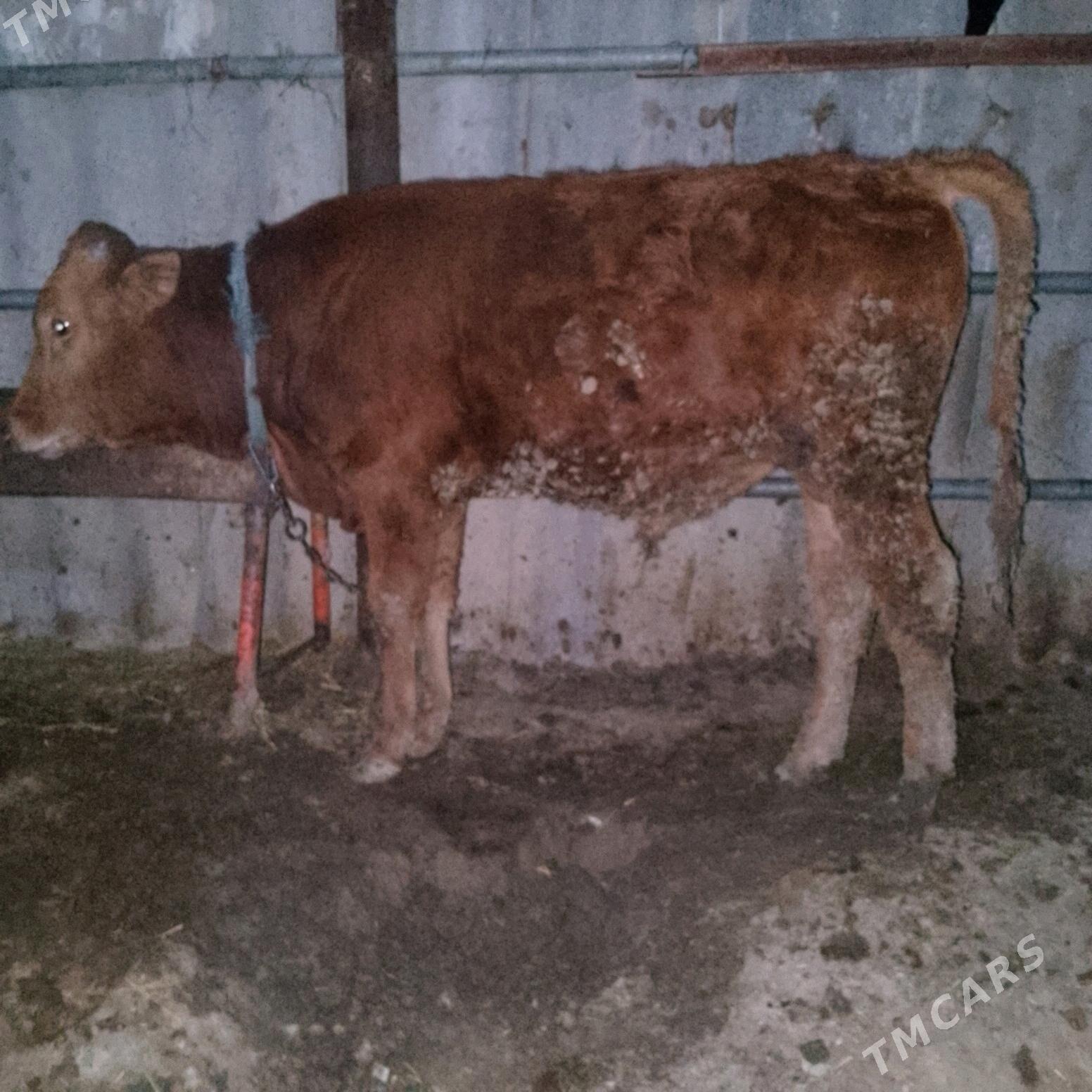 Öküz - Ак-Бугдайский этрап - img 2