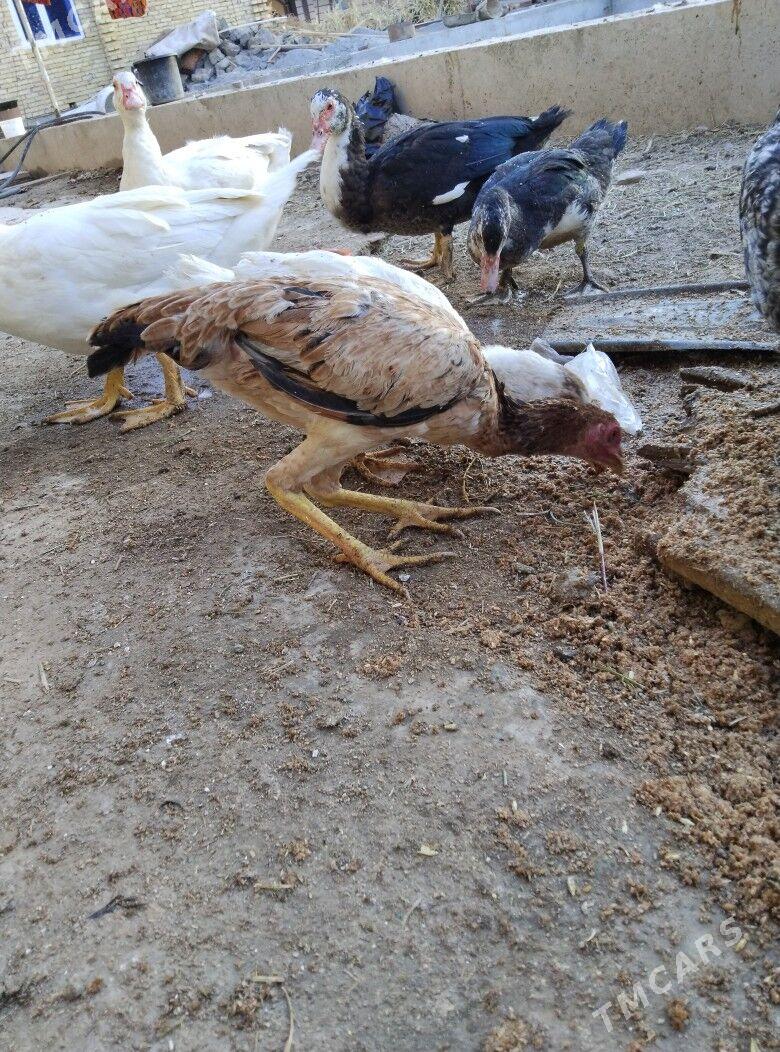 baysok towuk - Türkmenabat - img 1