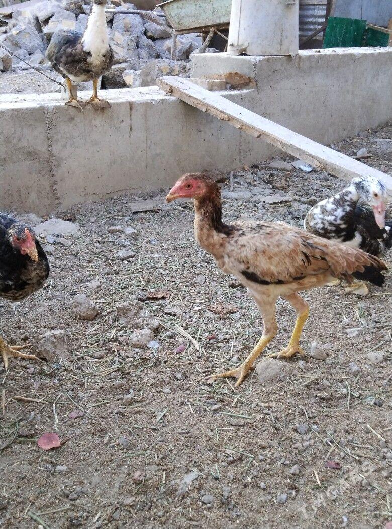 baysok towuk - Türkmenabat - img 3