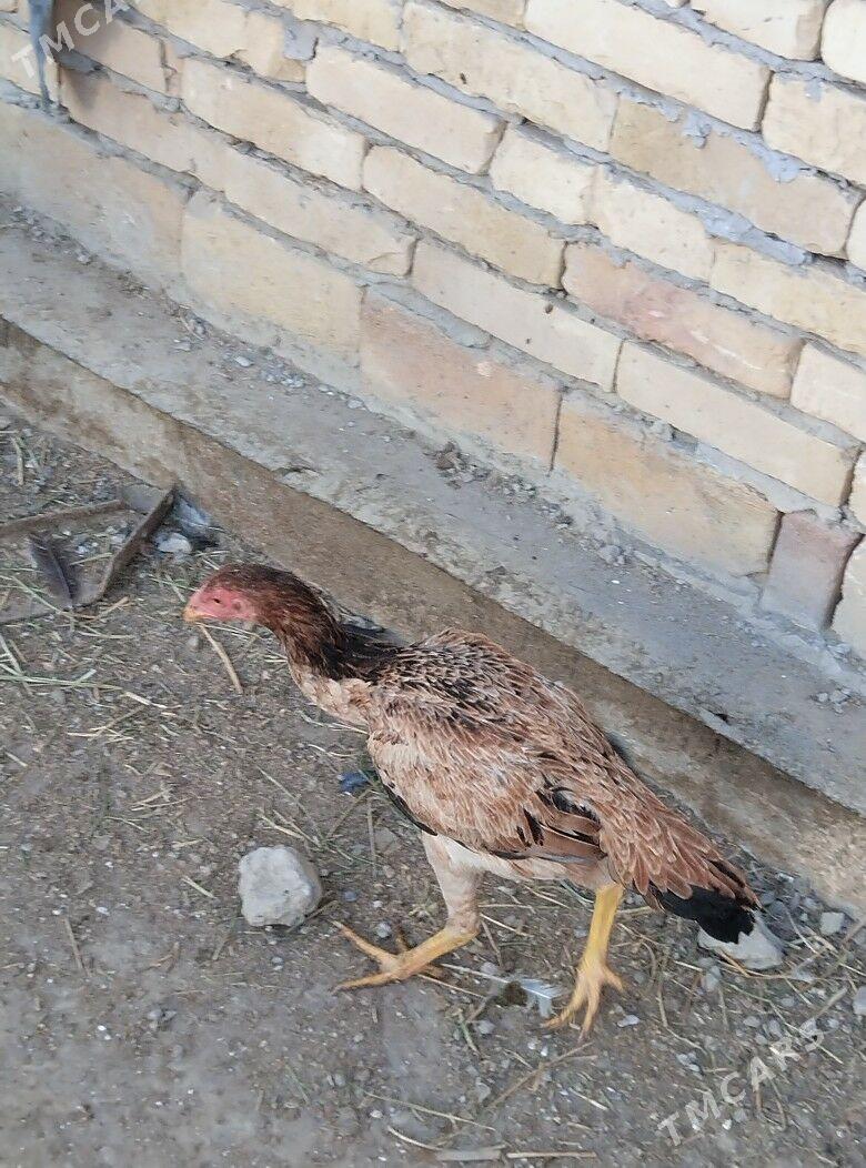 baysok towuk - Türkmenabat - img 4