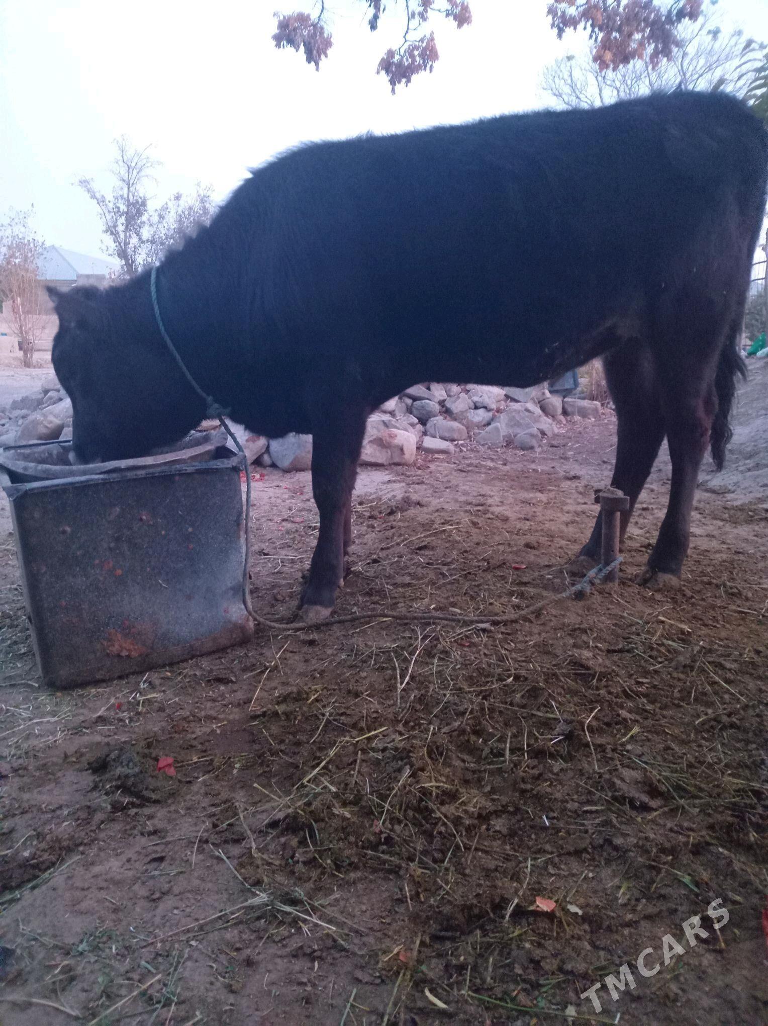 tuwe - Bäherden - img 2