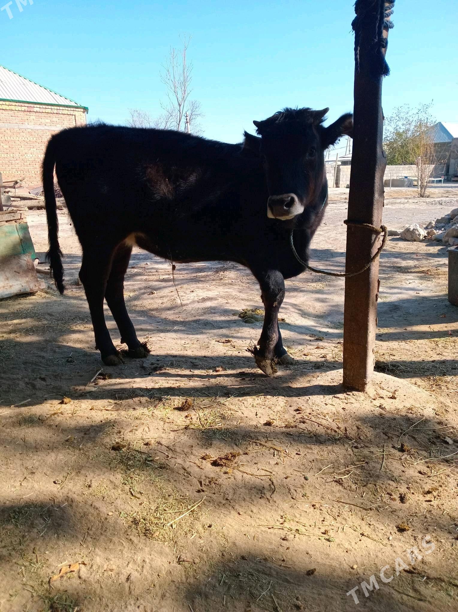 tuwe - Bäherden - img 3