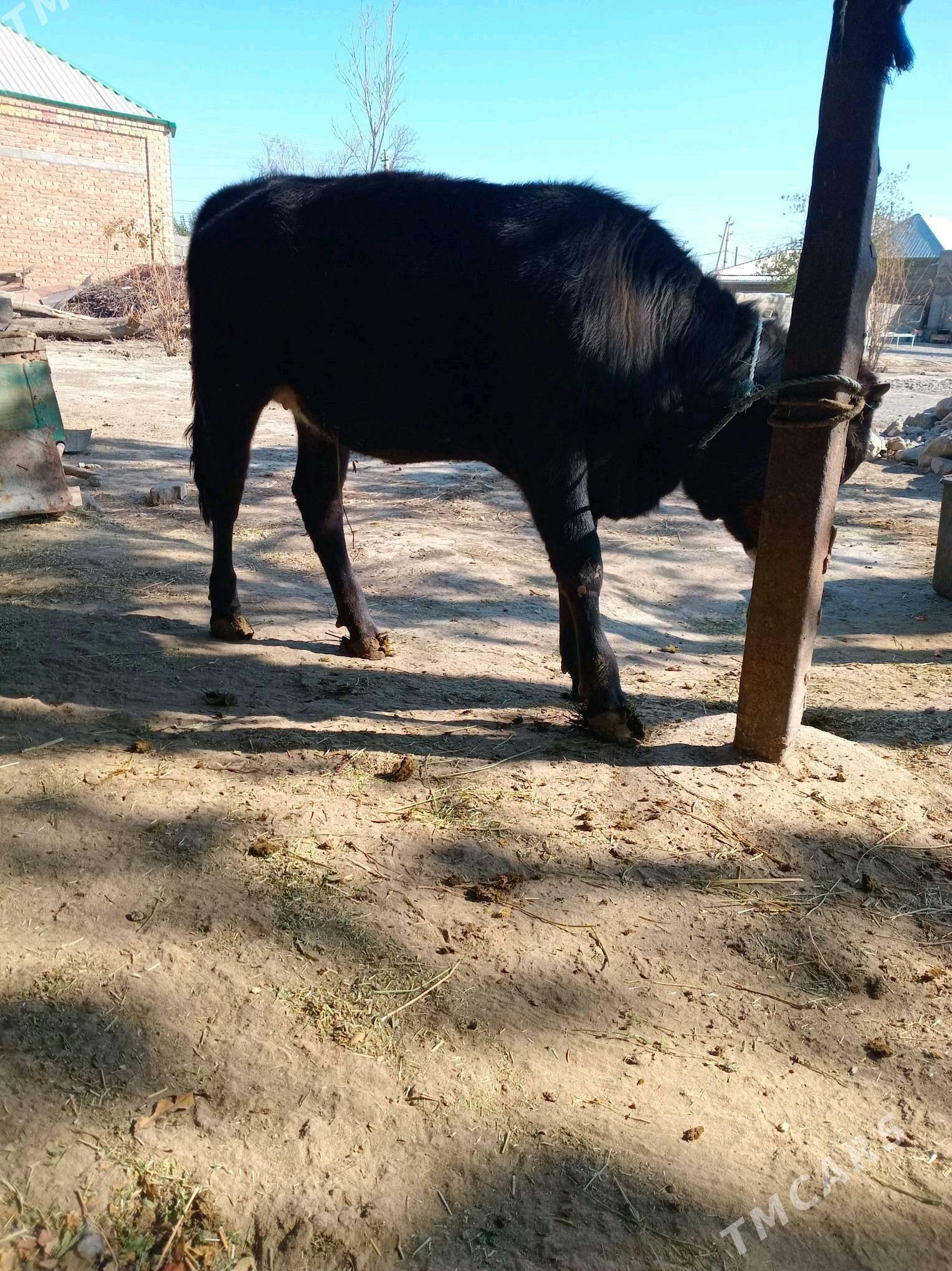 tuwe - Bäherden - img 1