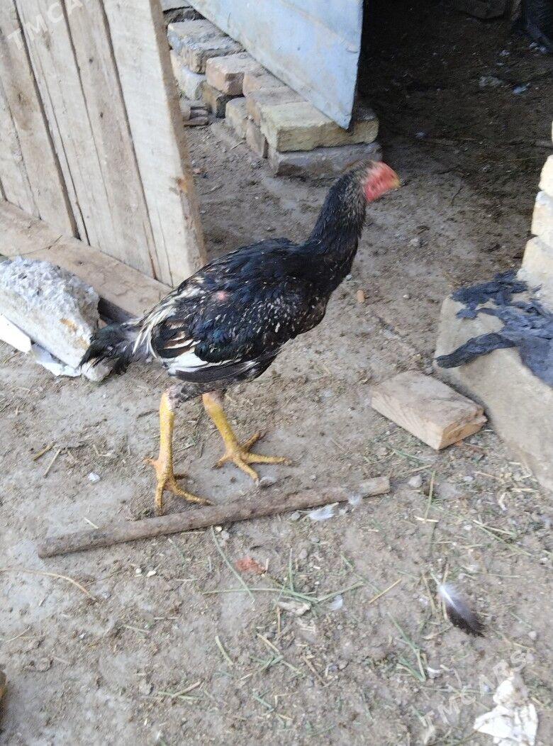 bayso horaz - Türkmenabat - img 1