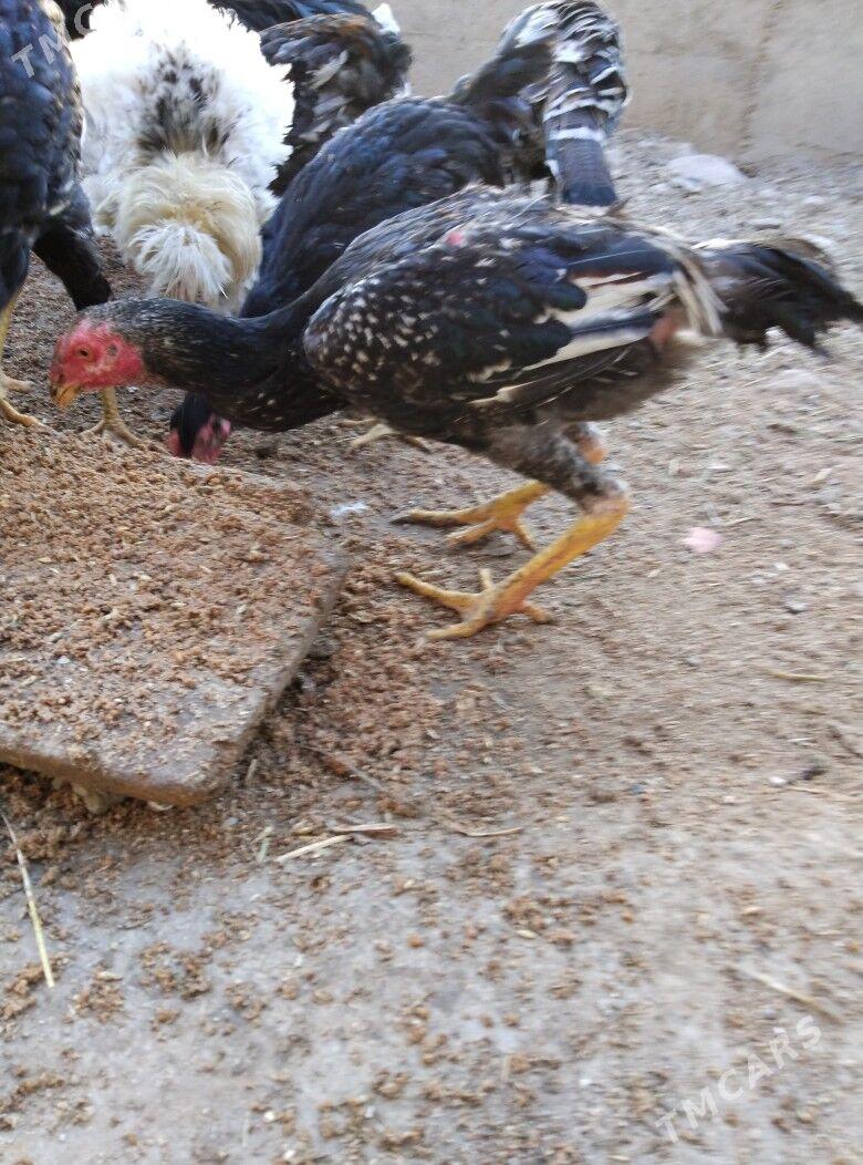 bayso horaz - Türkmenabat - img 2