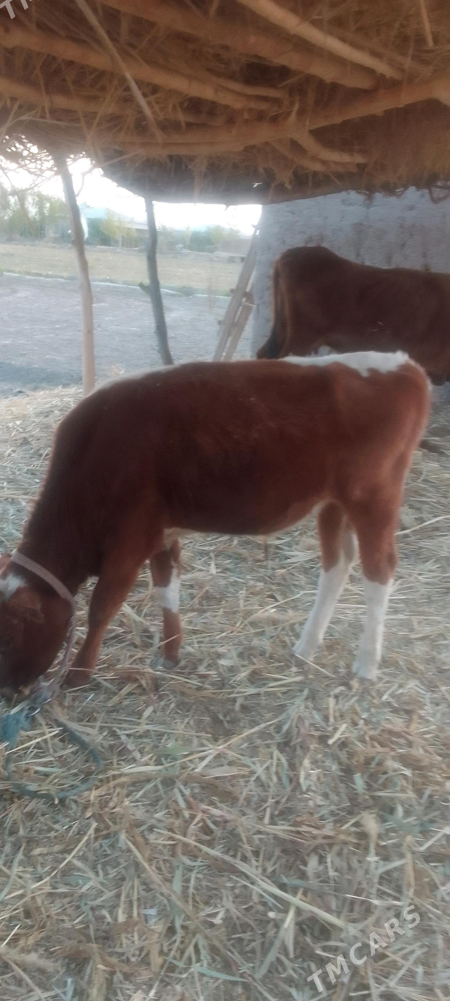 Ökiz baky - Görogly (Tagta) - img 2