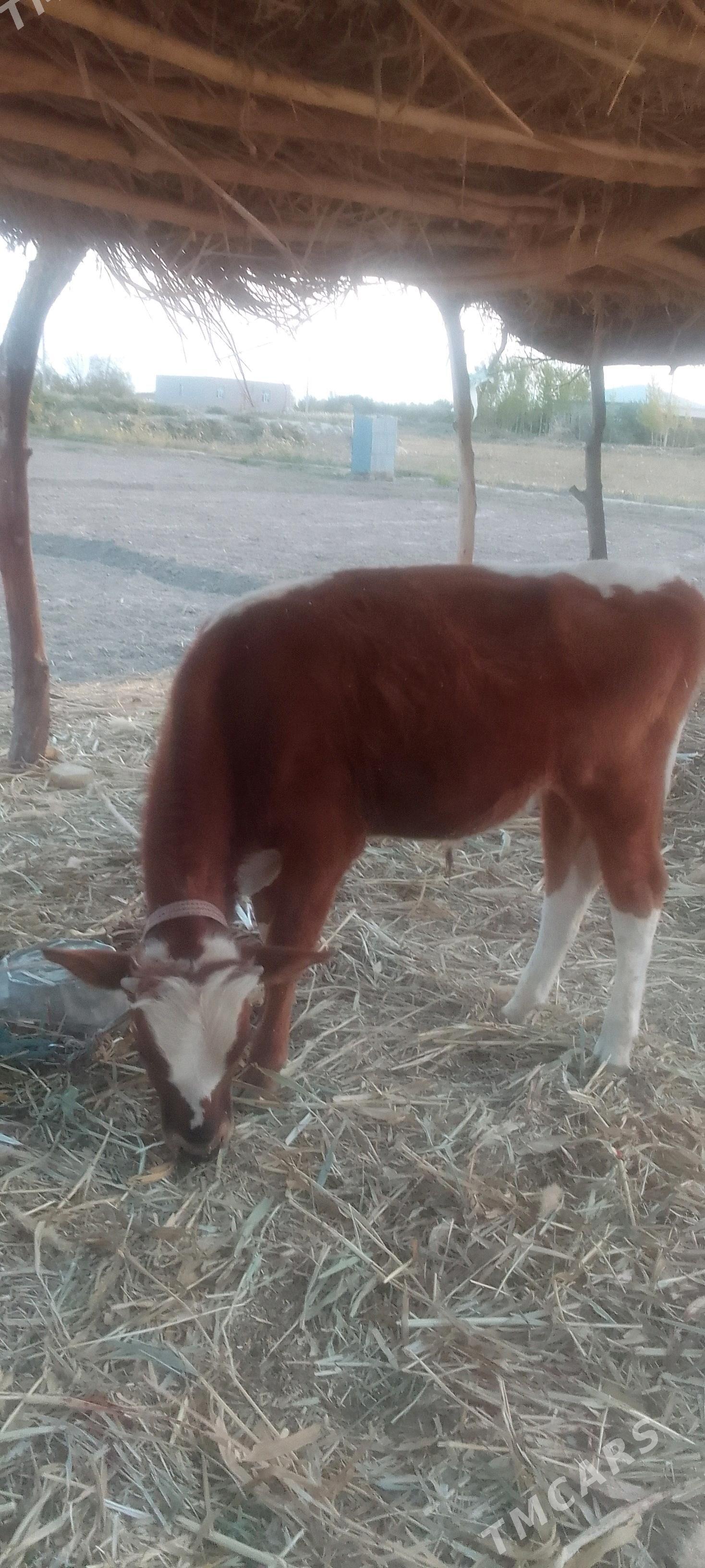 Ökiz baky - Гороглы (Тагта) - img 1