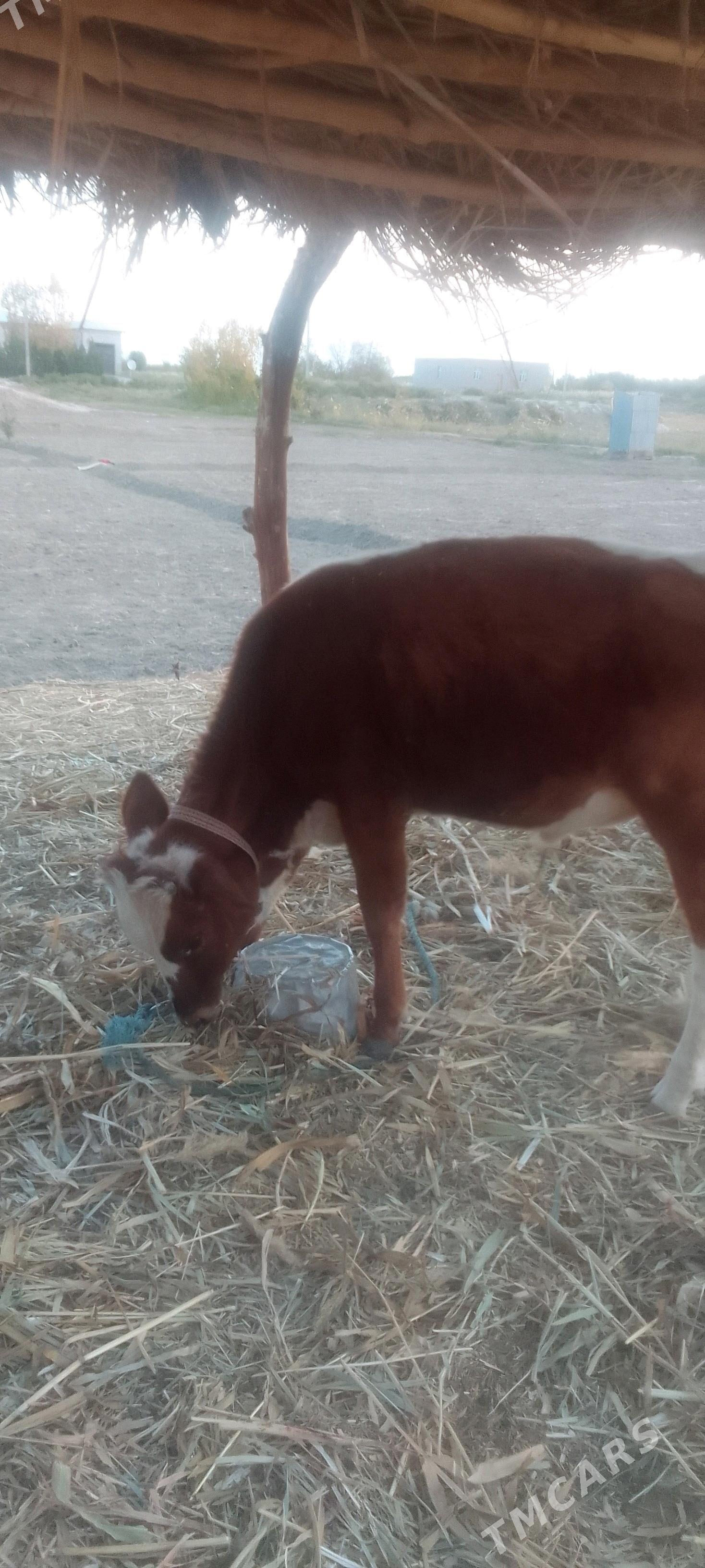 Ökiz baky - Görogly (Tagta) - img 3