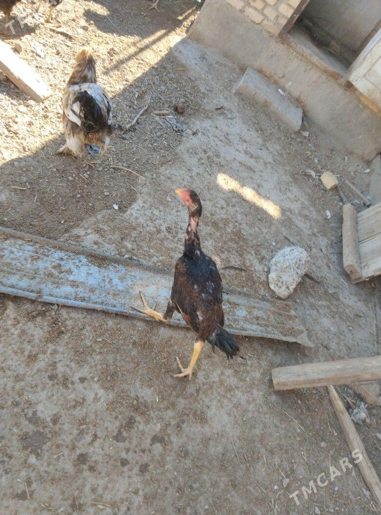 baysok horaz - Türkmenabat - img 2