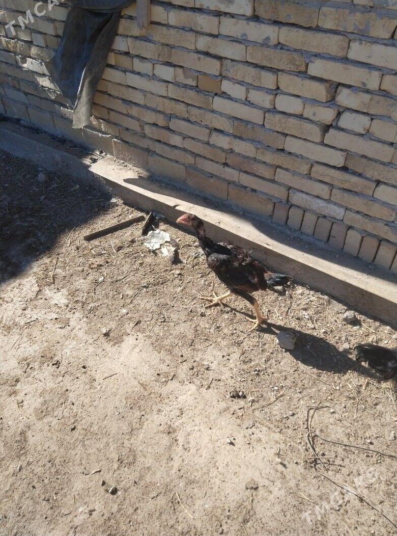 baysok horaz - Türkmenabat - img 3