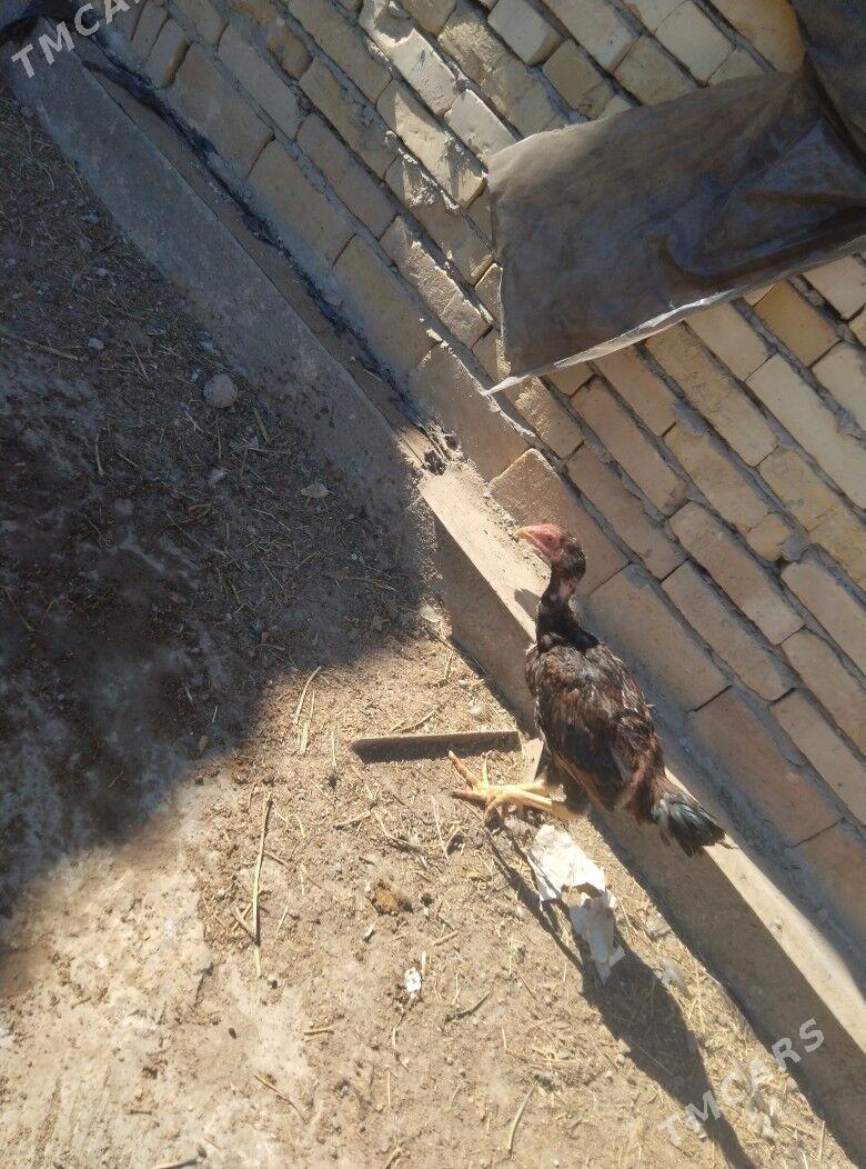 baysok horaz - Türkmenabat - img 1