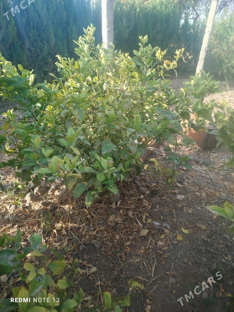 limon nahal - Ёлётен - img 1