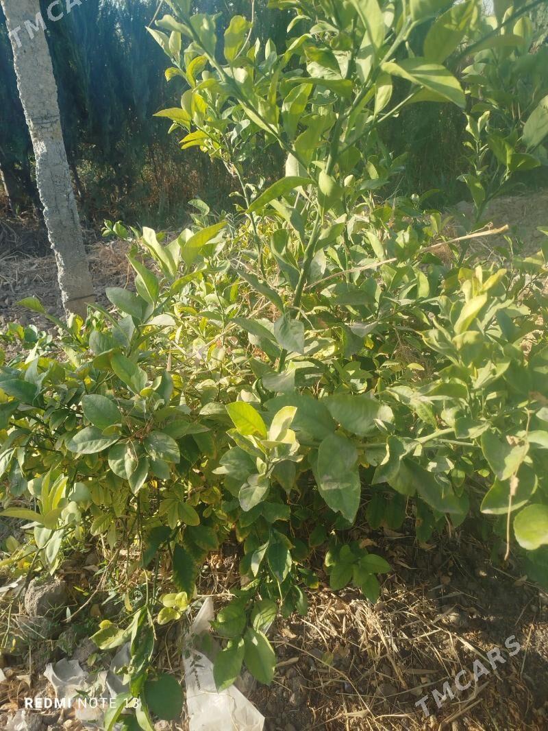 limon nahal - Ёлётен - img 3