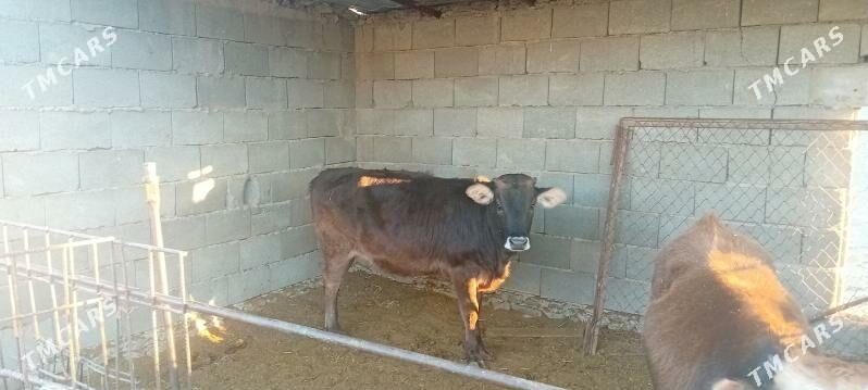 gole - Берекет - img 1