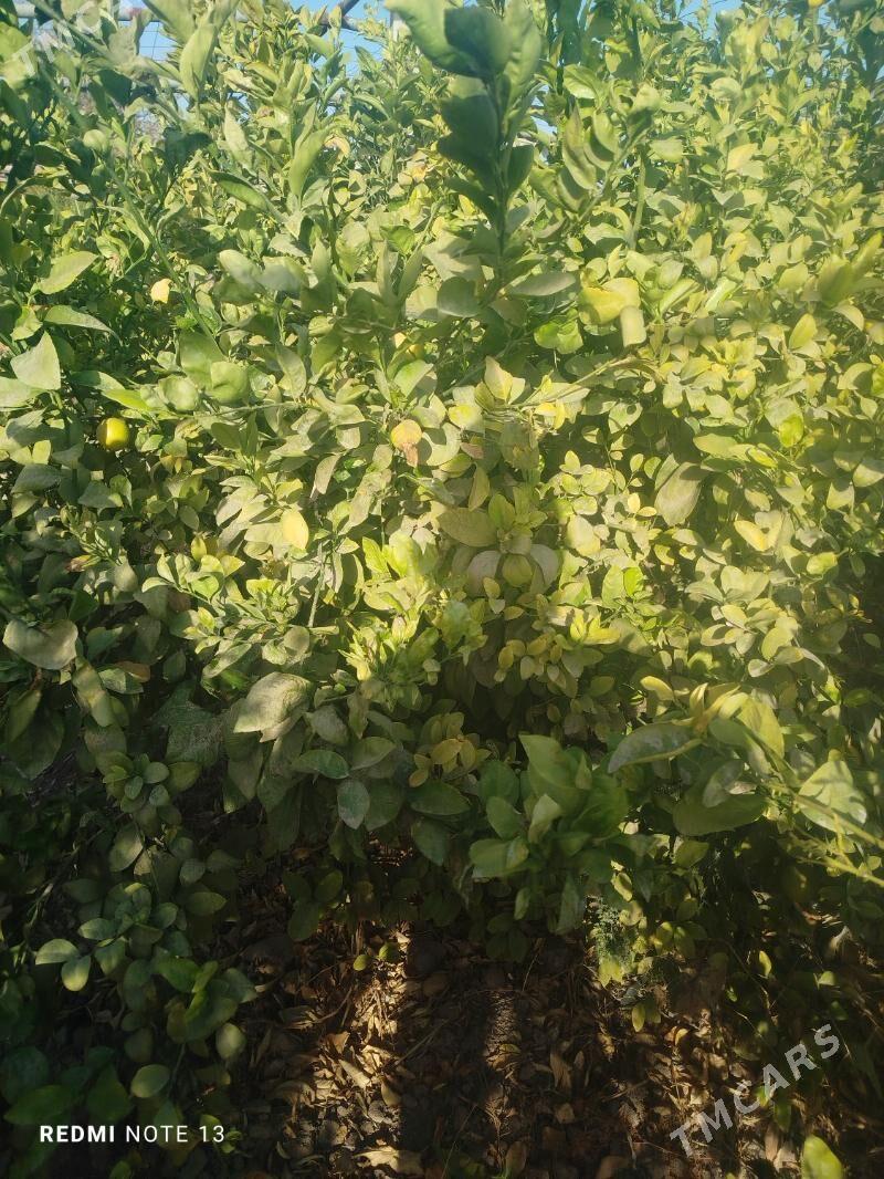 limon nahal - Ёлётен - img 2