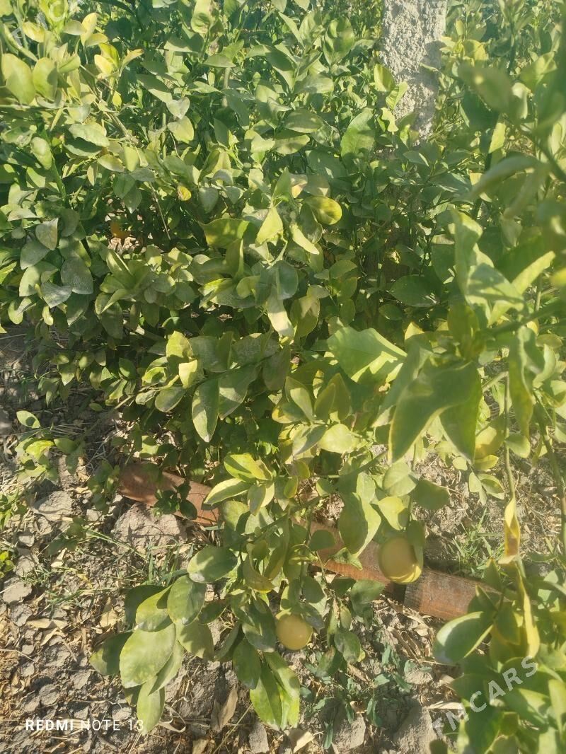 limon nahal - Ёлётен - img 4