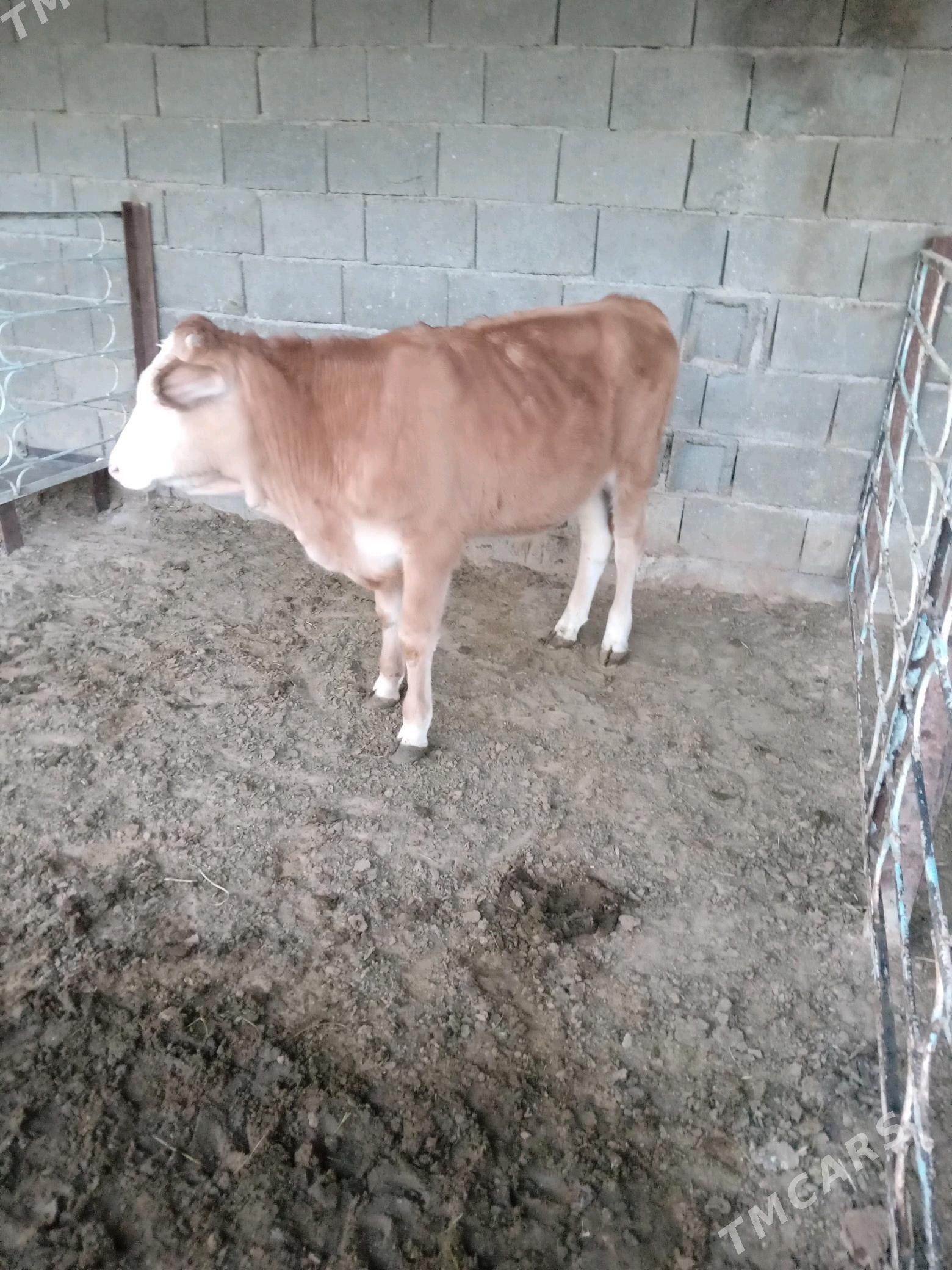 okuz - Aşgabat - img 2