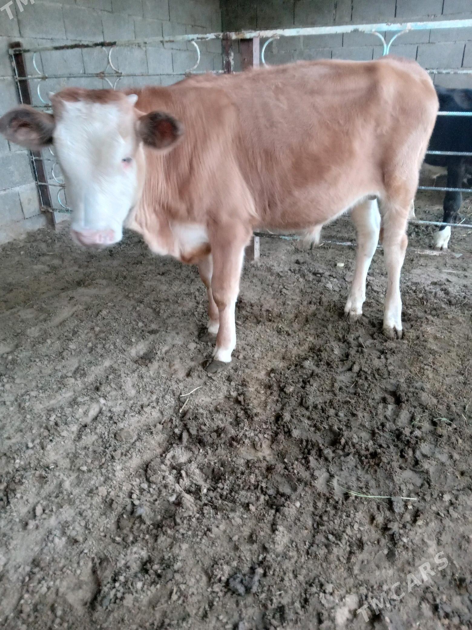 okuz - Aşgabat - img 4