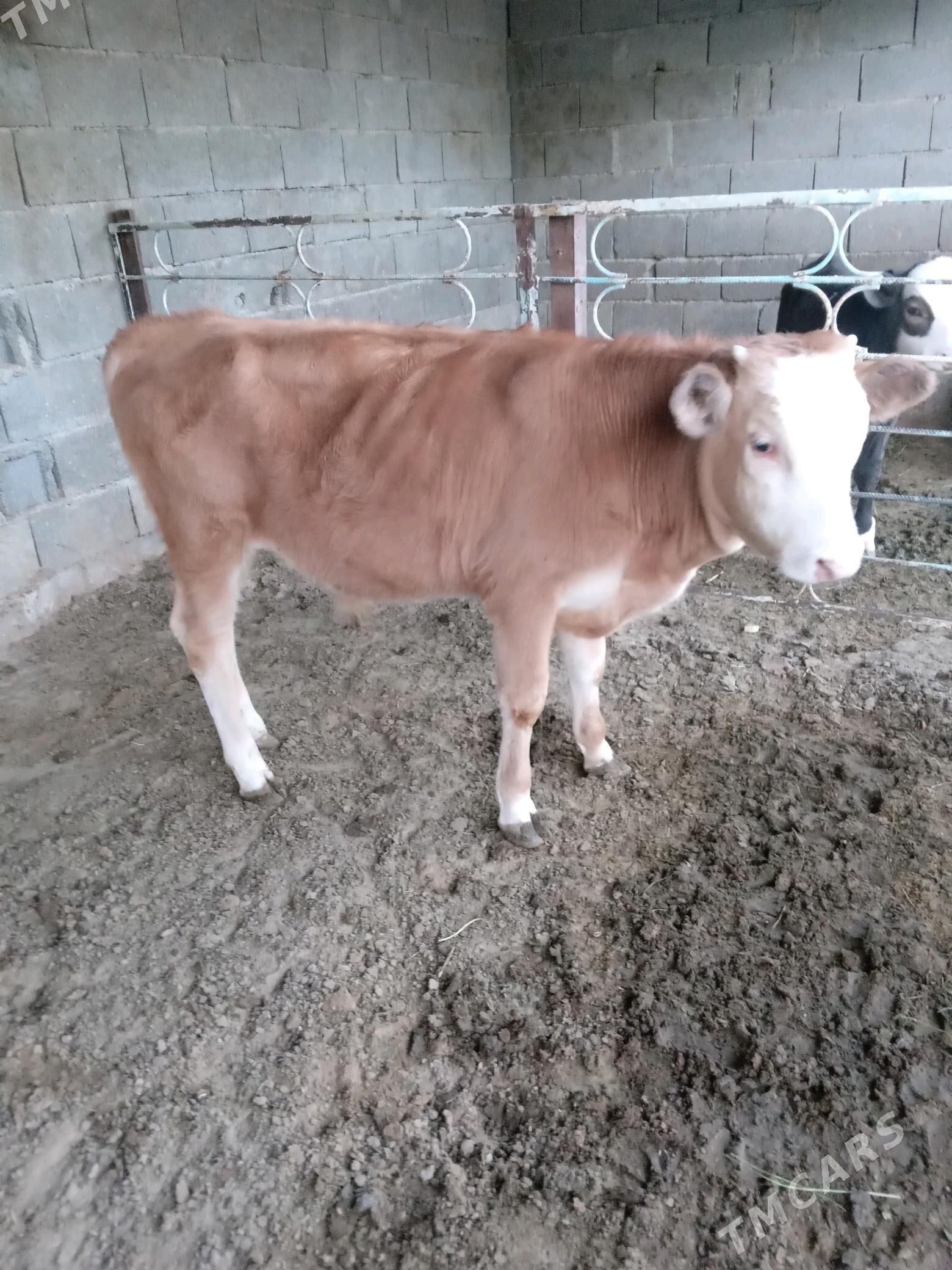 okuz - Aşgabat - img 1