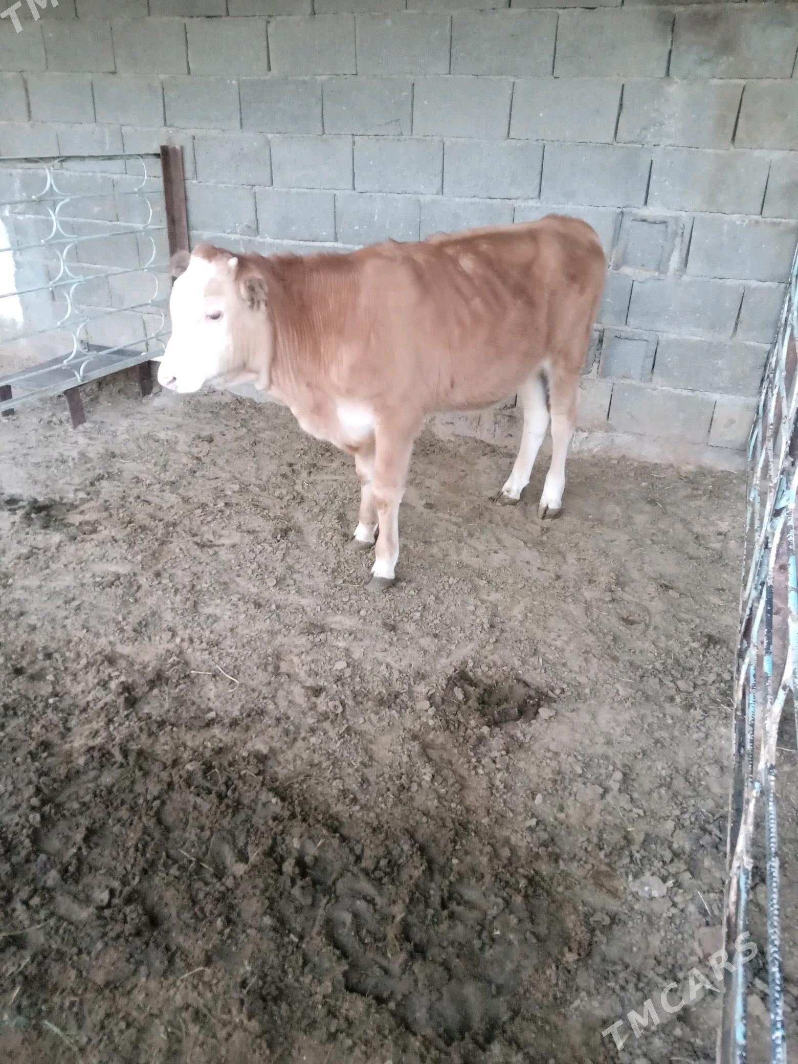 okuz - Aşgabat - img 3