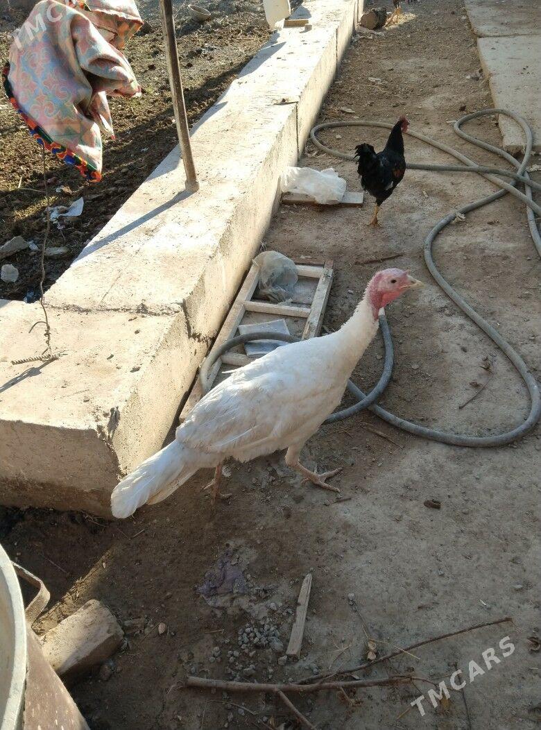 induk - Туркменабат - img 1