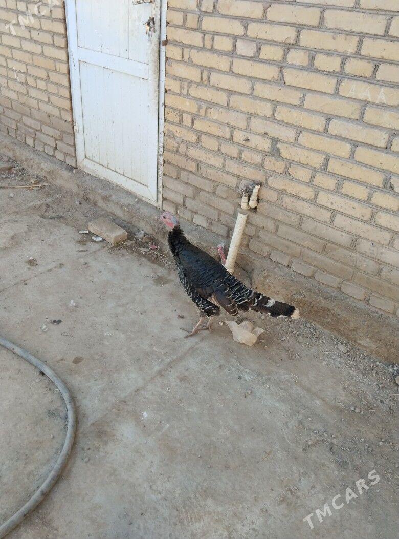 induk - Туркменабат - img 2