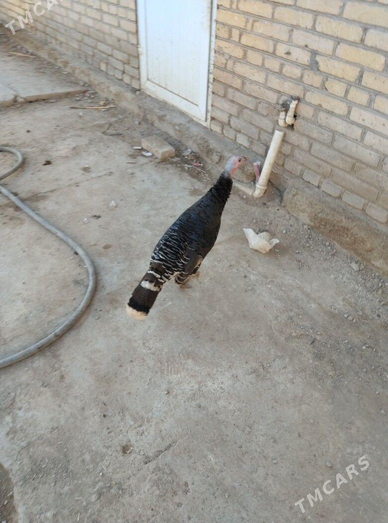 induk - Туркменабат - img 3