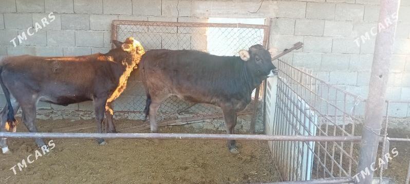 gole - Берекет - img 2