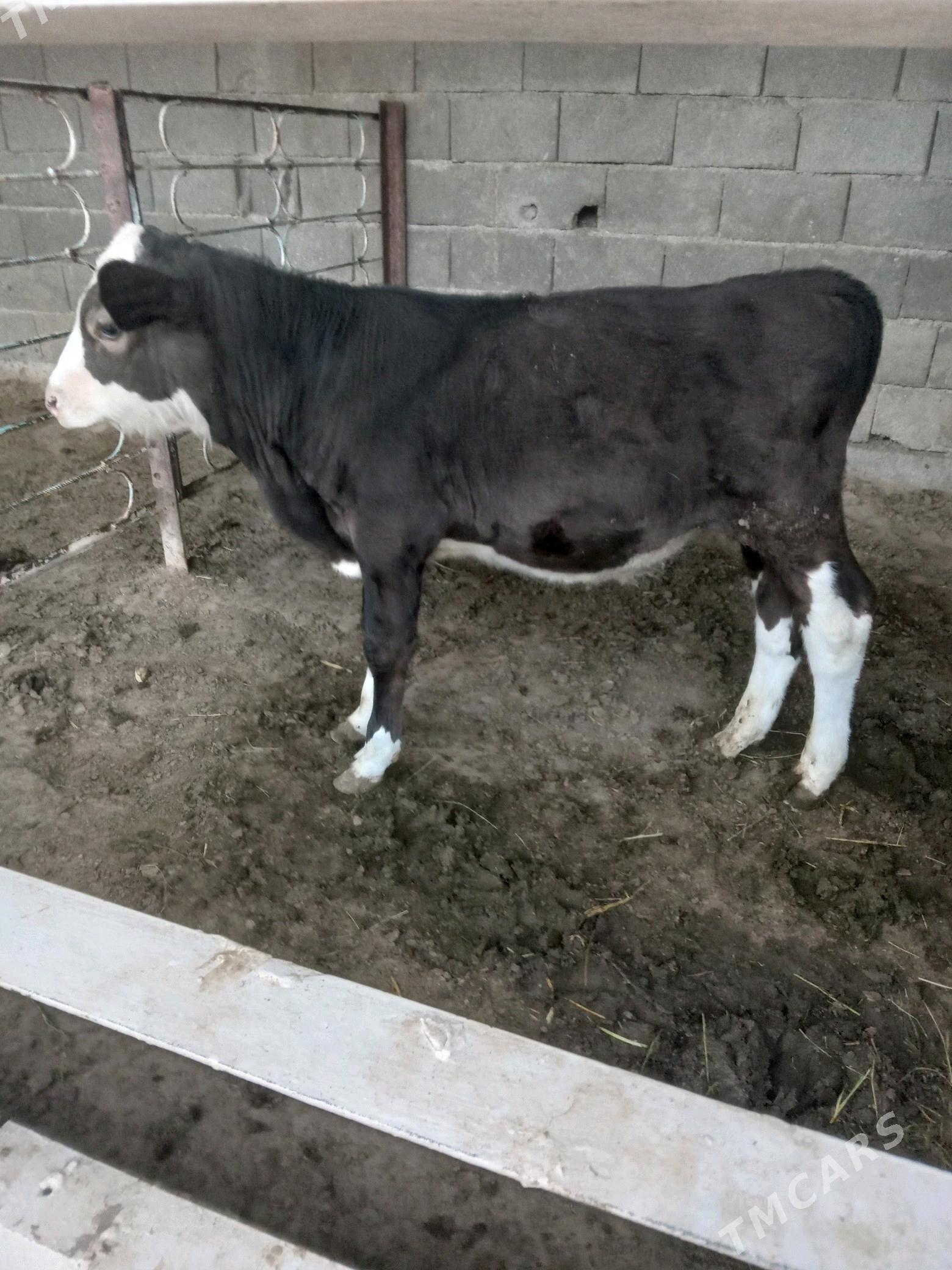 Öküz - Aşgabat - img 2