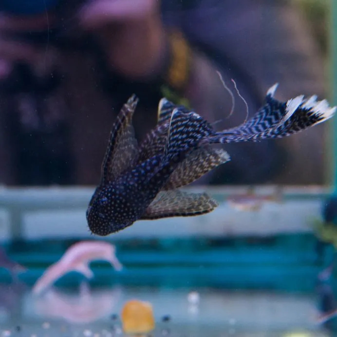 Сомики обычные, и вуалевые - Бузмеин ГРЭС - img 5