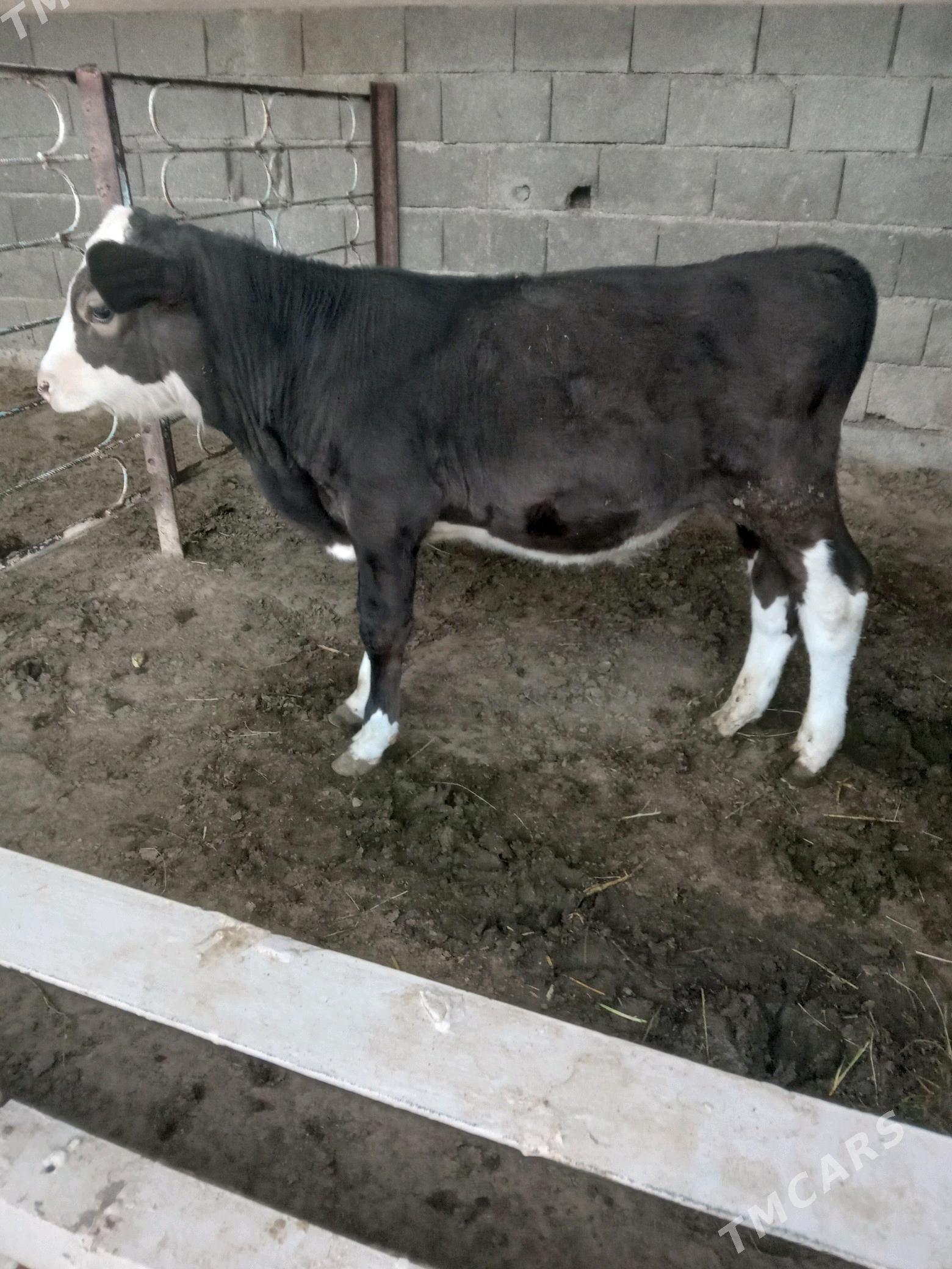 Öküz - Aşgabat - img 1