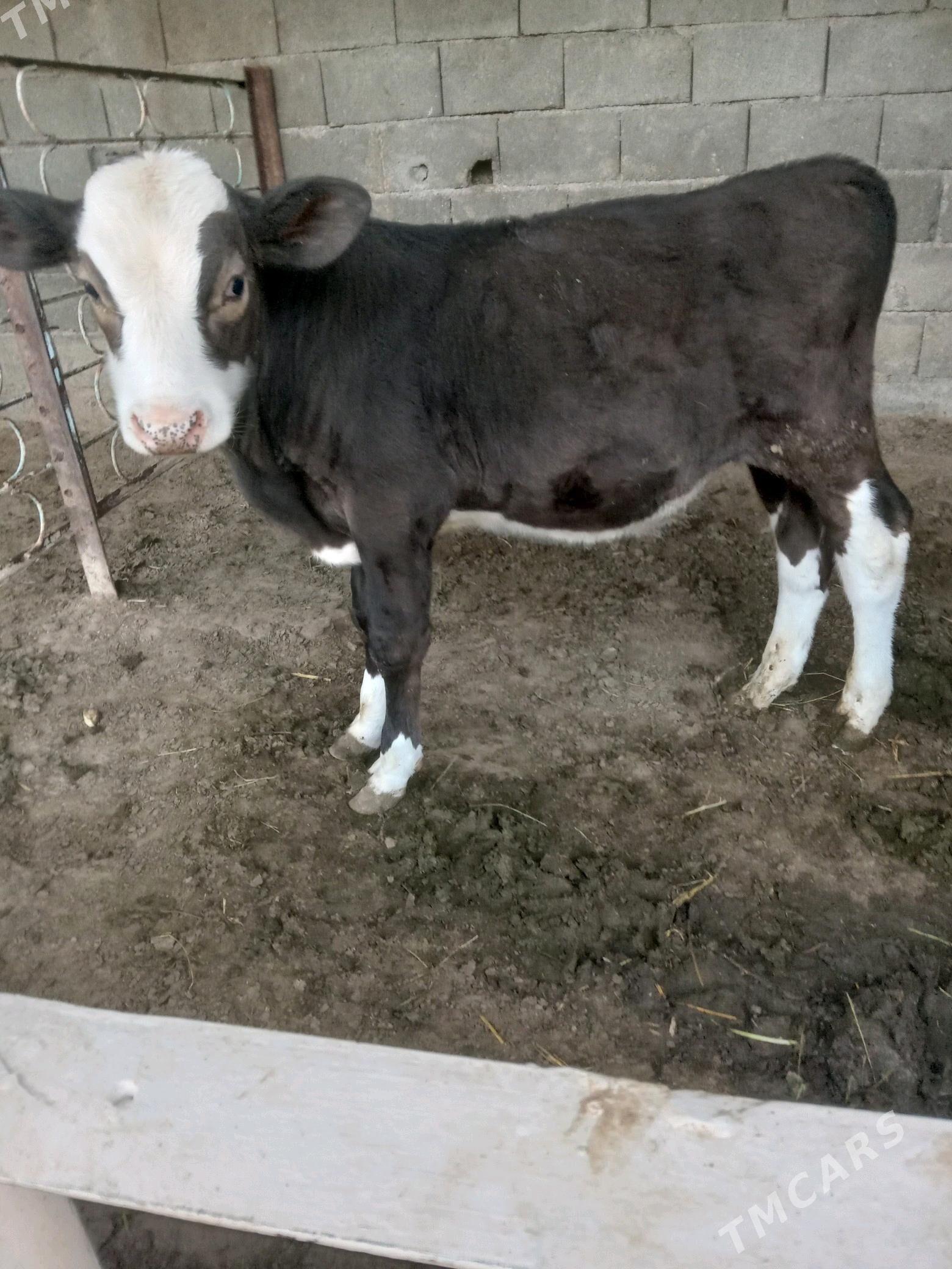 Öküz - Aşgabat - img 4