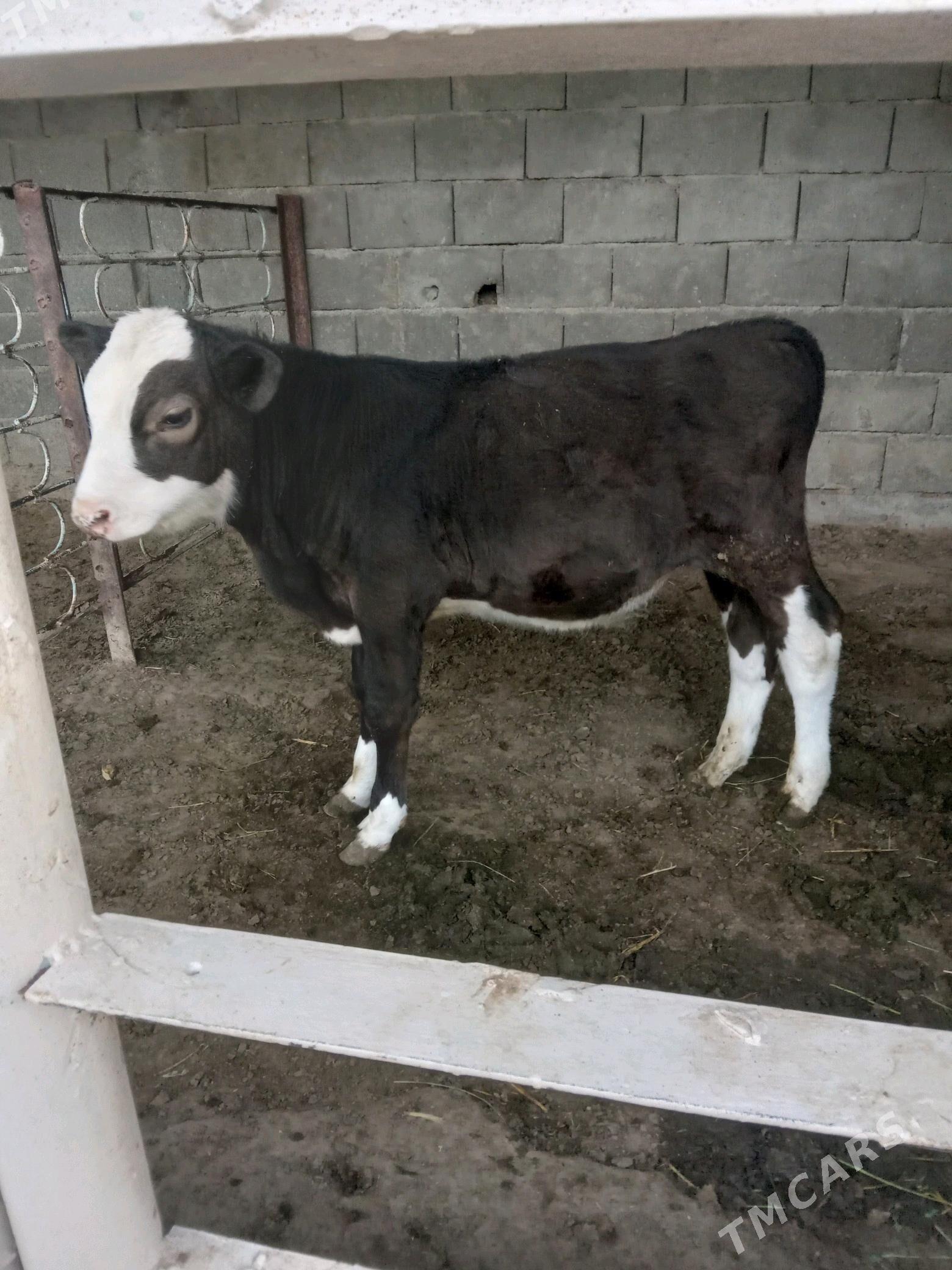 Öküz - Aşgabat - img 3