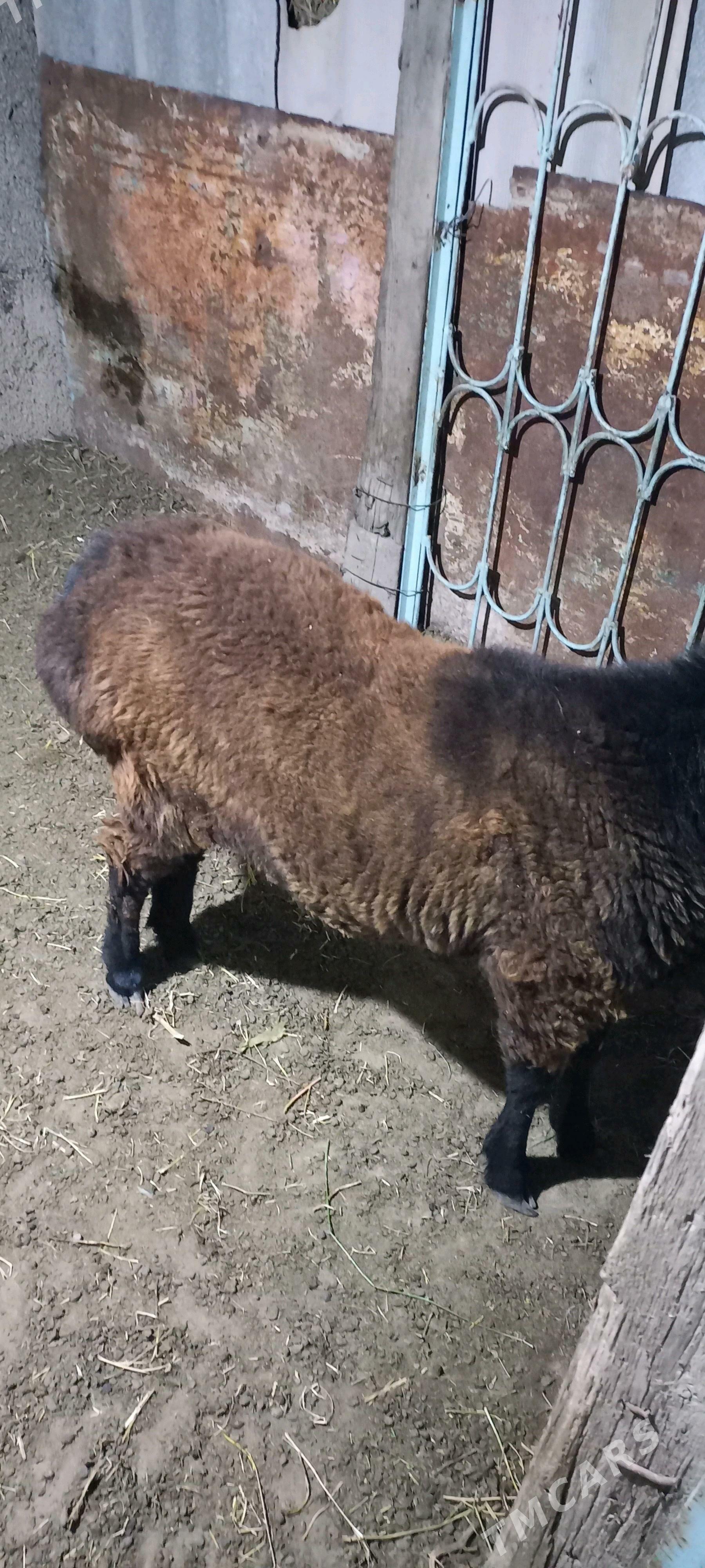 Goyun Kissar - Büzmeýin - img 2