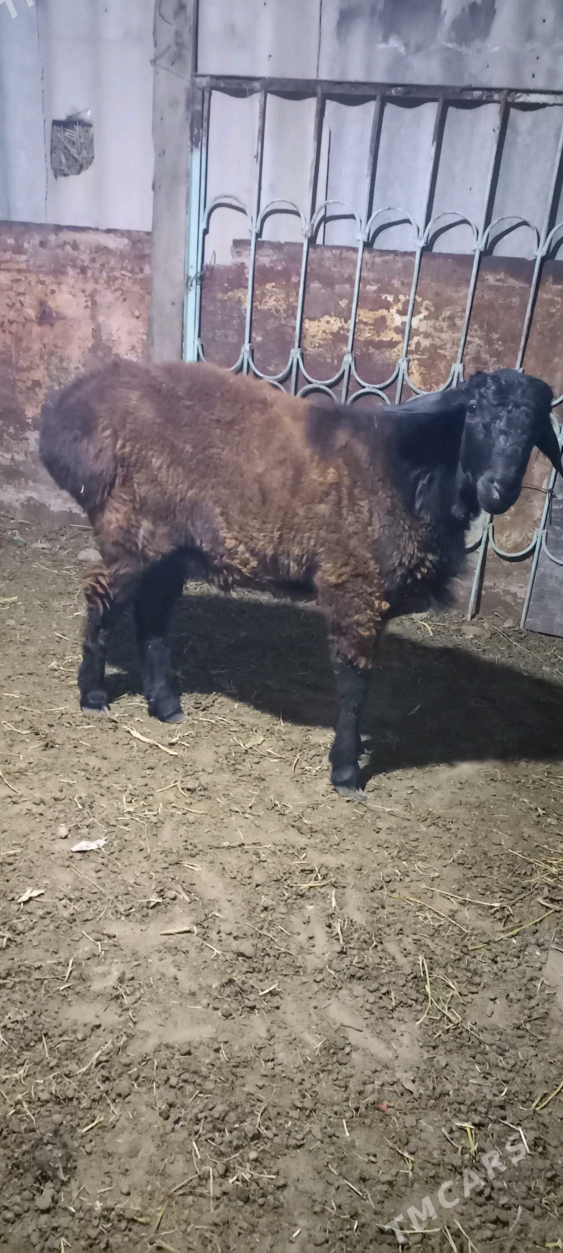 Goyun Kissar - Büzmeýin - img 1