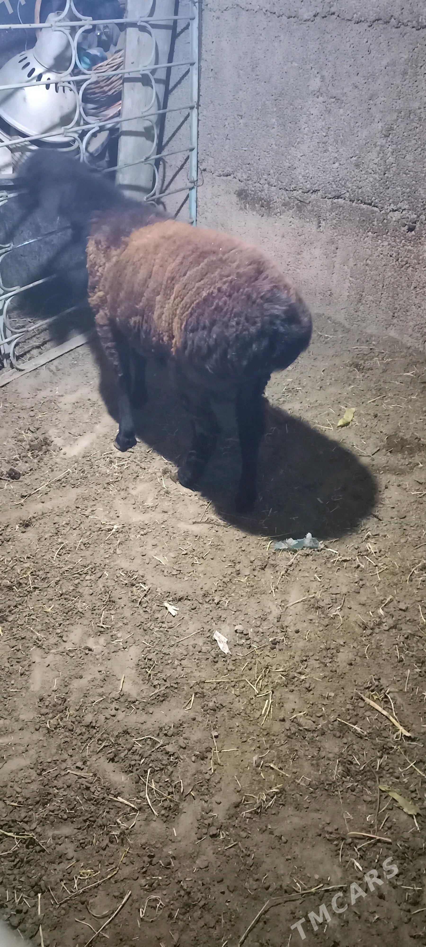 Goyun Kissar - Büzmeýin - img 3