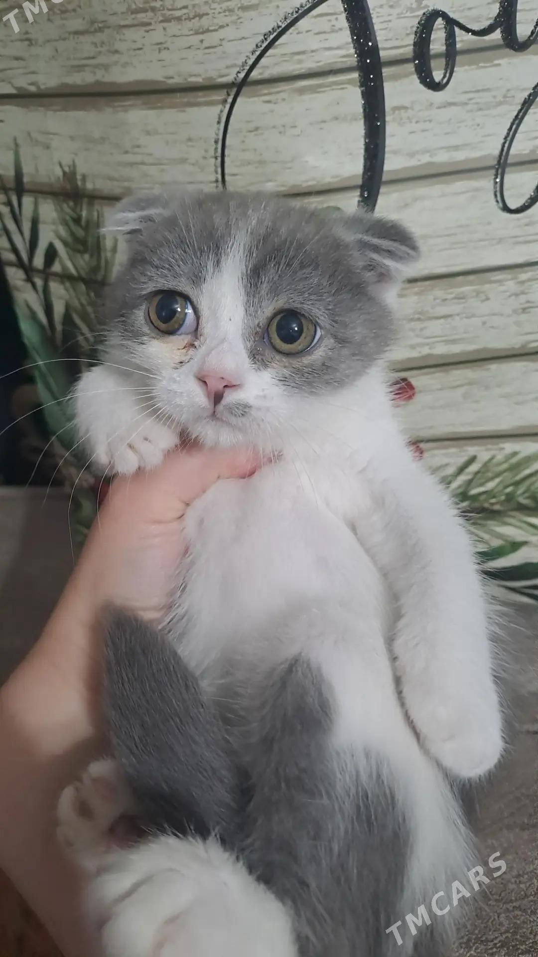 Шотландские котята - Ашхабад - img 3