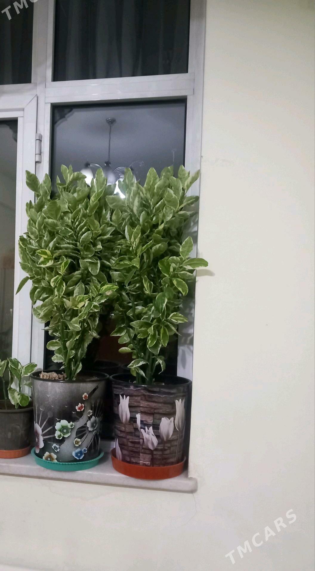 Gul - Türkmenbaşy şaýoly - img 2