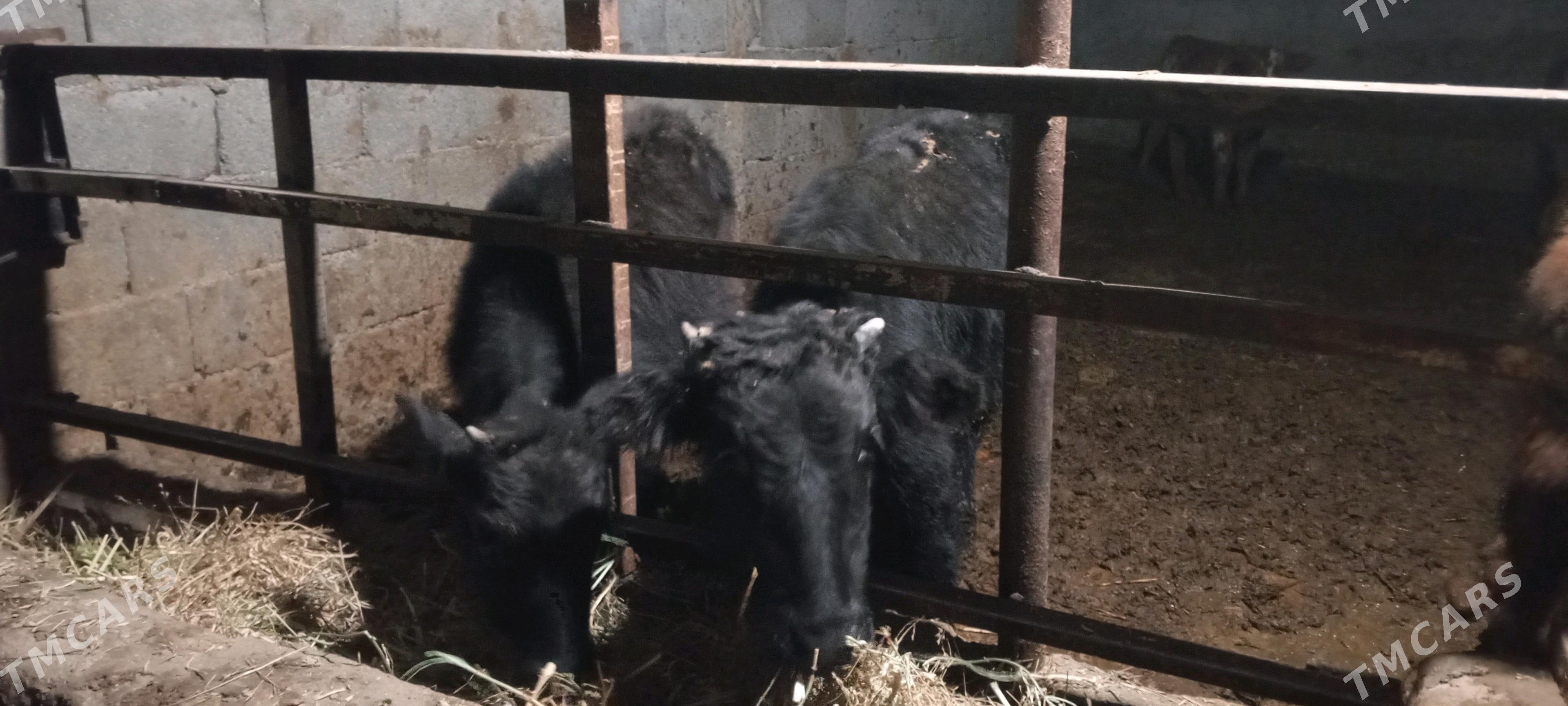 öküzceler - Gökdepe - img 1