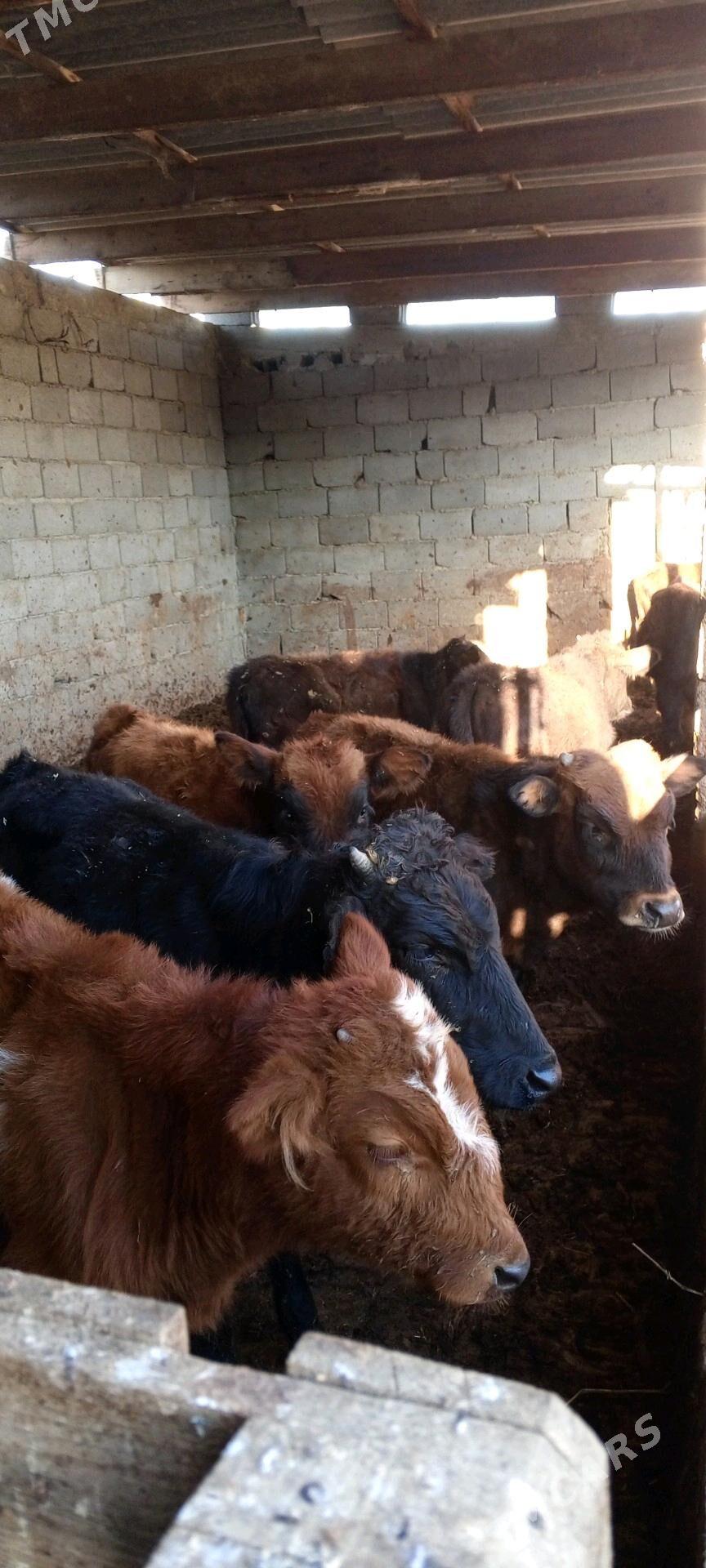 öküzceler - Gökdepe - img 3