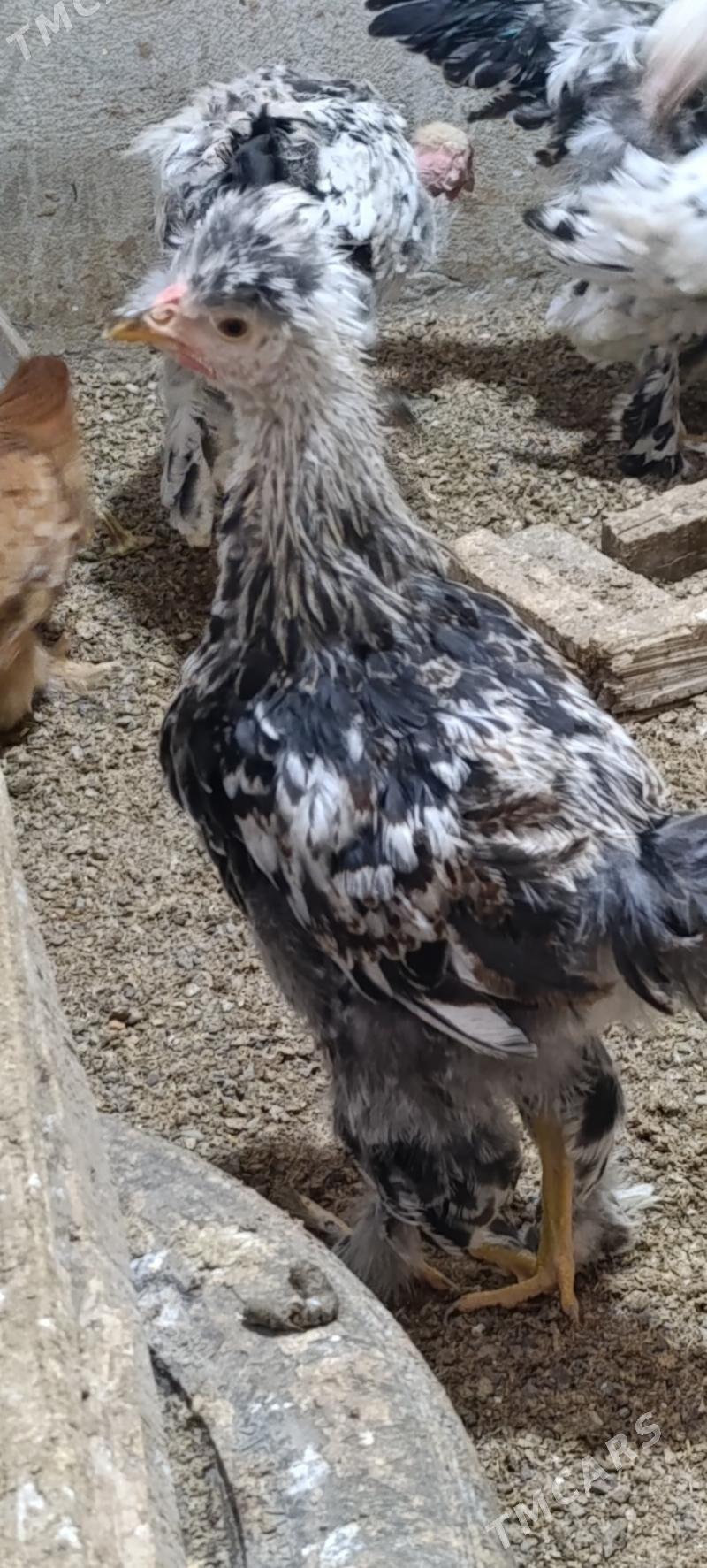 towuk indi guzlap baslamaly - Gökdepe - img 1