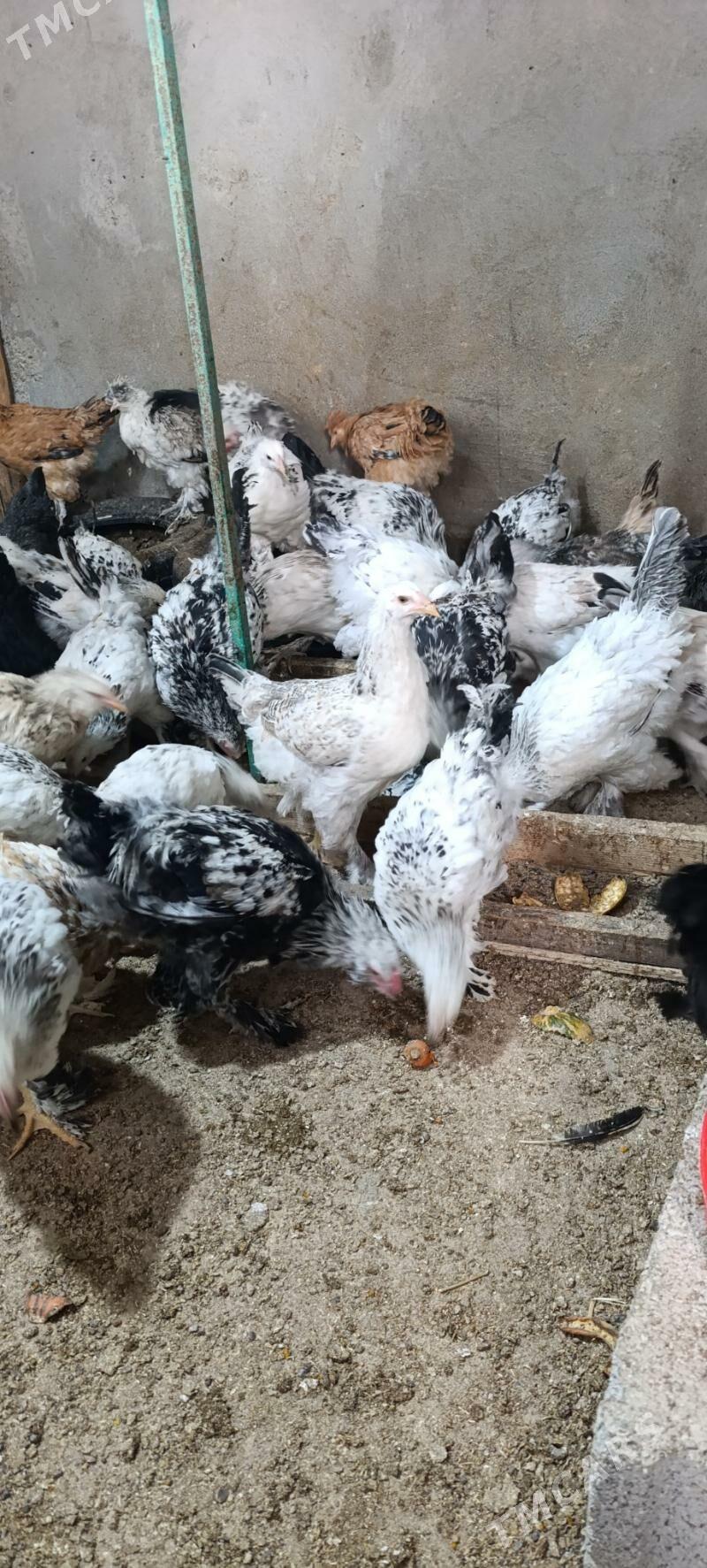 towuk indi guzlap baslamaly - Gökdepe - img 3