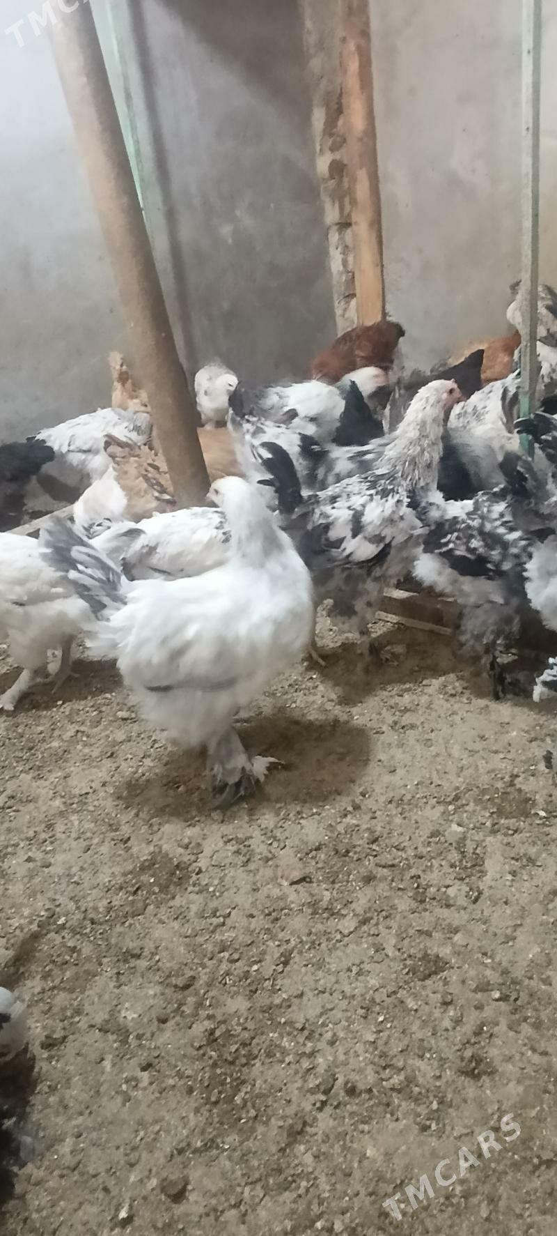 towuk indi guzlap baslamaly - Gökdepe - img 2