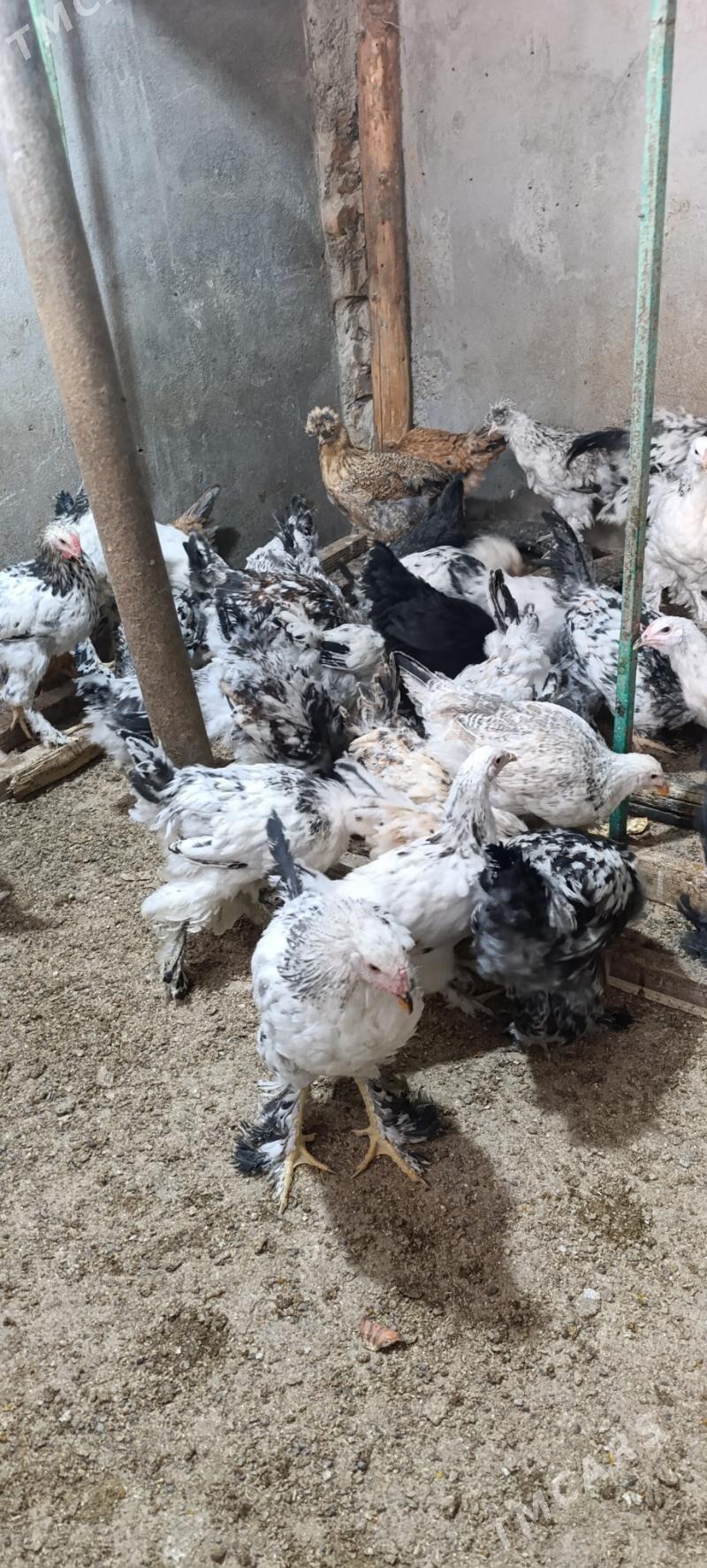 towuk indi guzlap baslamaly - Gökdepe - img 4