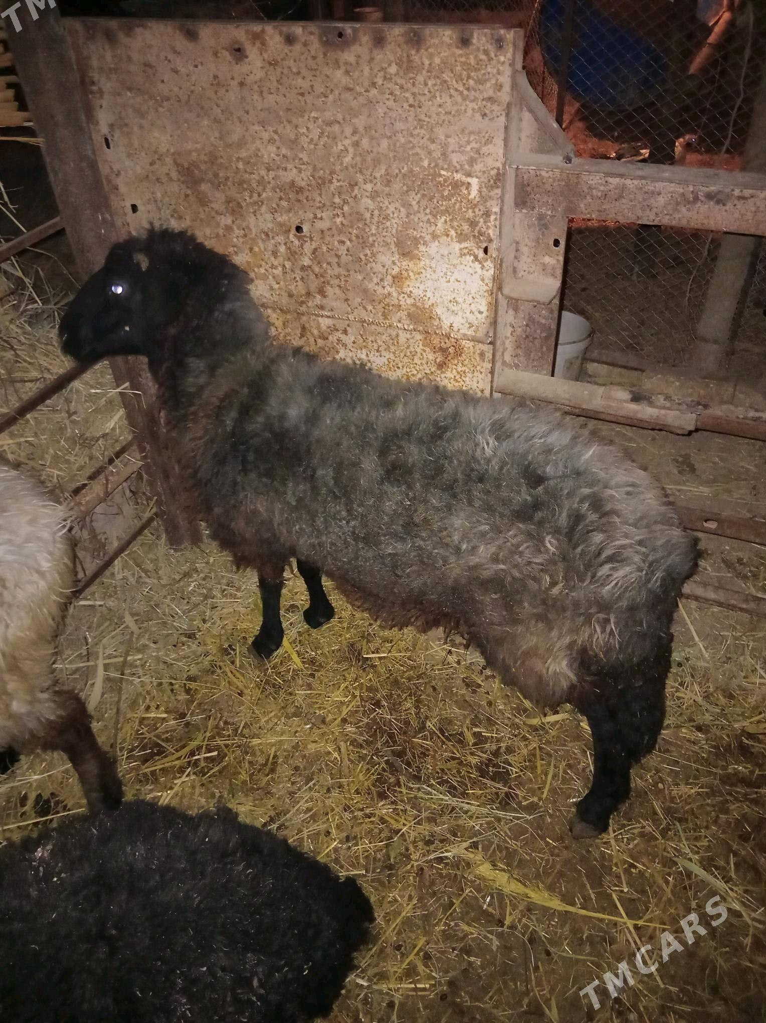 goyun - Sakarçäge - img 1