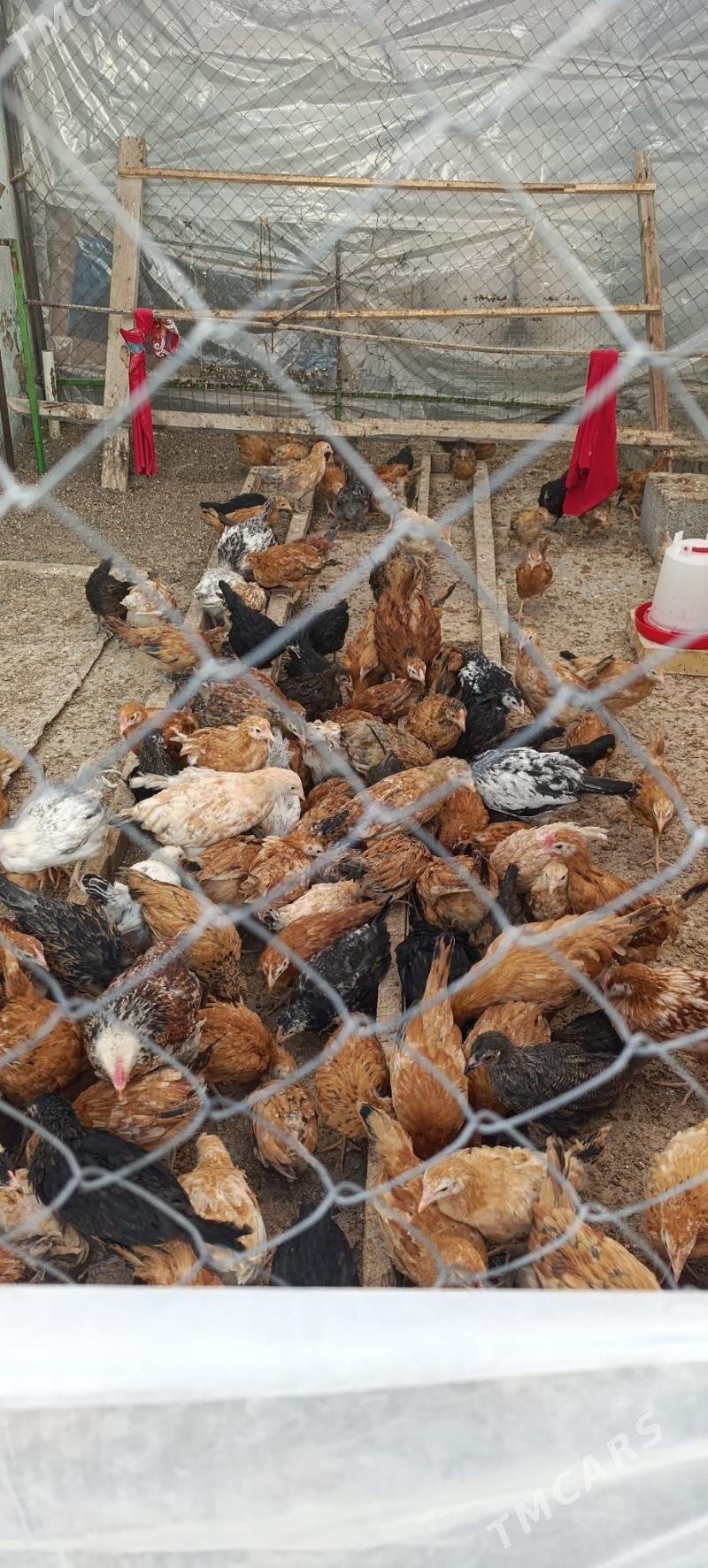 juyje 2yarym ay gecen - Gökdepe - img 2