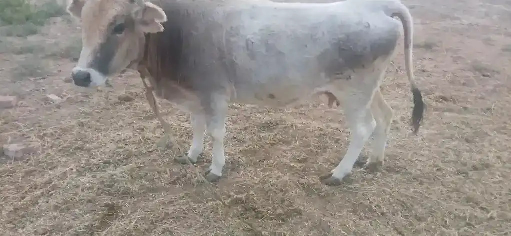 ГЫСЫР СЫГЫР - Bäherden - img 6